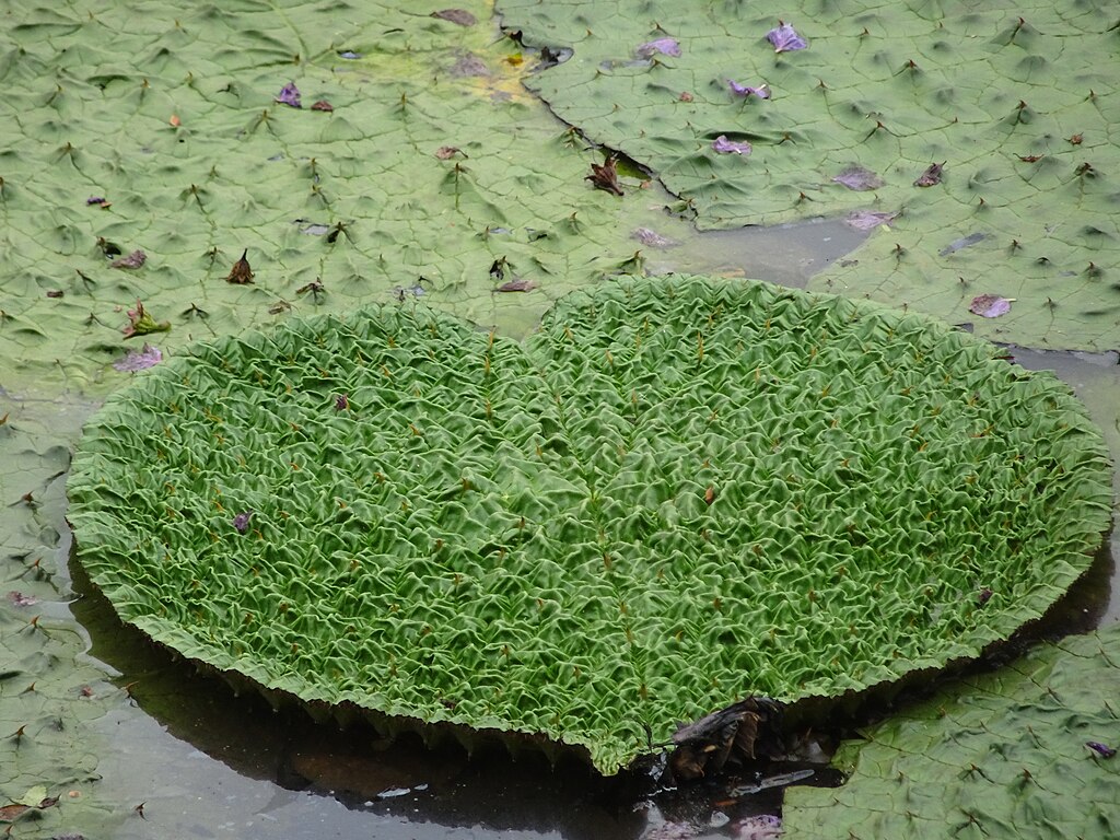 Makhana Farming