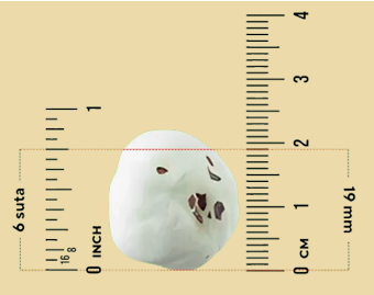 Makhana Grades Scale showing different sizes from 4 Suta to 7 Suta